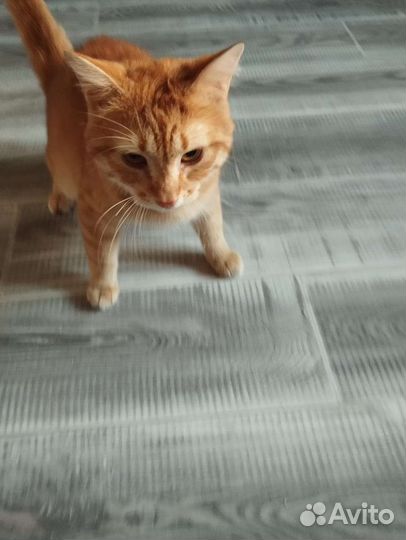 Котик рыжик