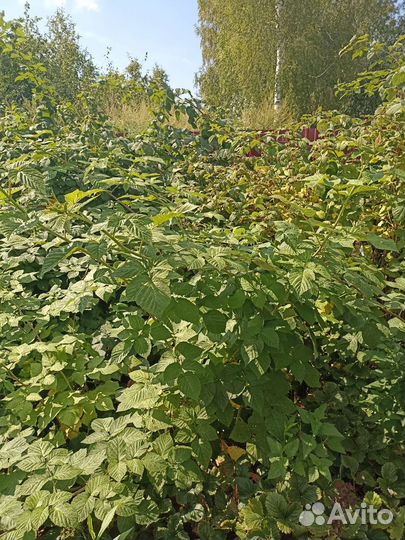 Кусты малины Геракл