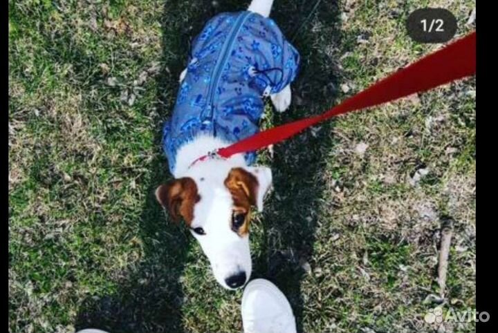 Дождевик для собак