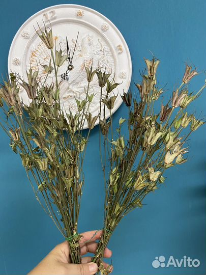 Нигелла восточная натуральная