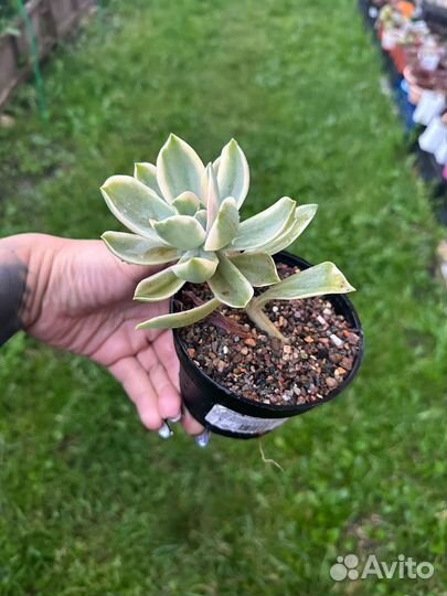 Graptoveria Fred Ives var