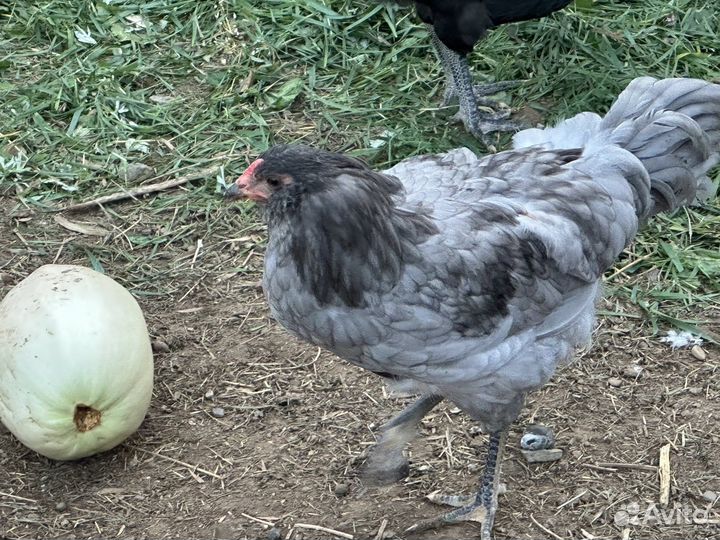 Куры петухи