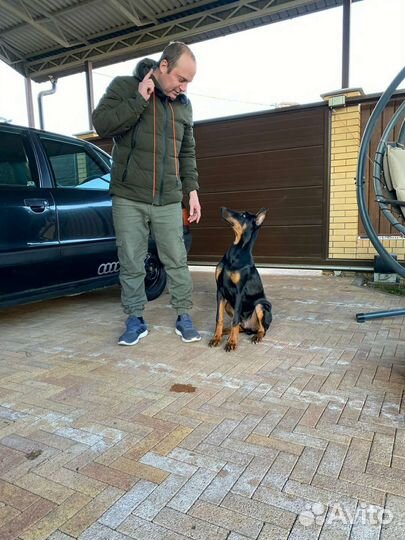 Кинолог. Выезд.Онлайн-занятия/консул. Груп.занятия