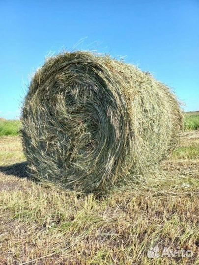 Сено в тюках