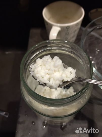 Тибетский молочный гриб