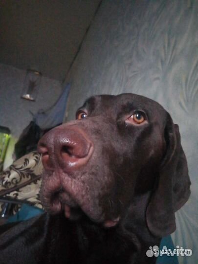 Курцхаар вязка