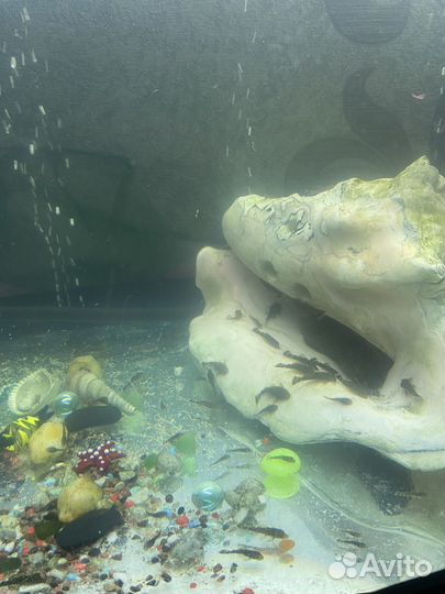 Мальки анциструс