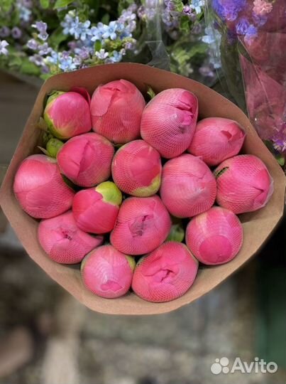 Пионы Итальянские Букет Пионов Пионы