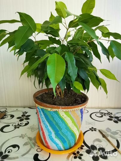 Фикус Бенджамина