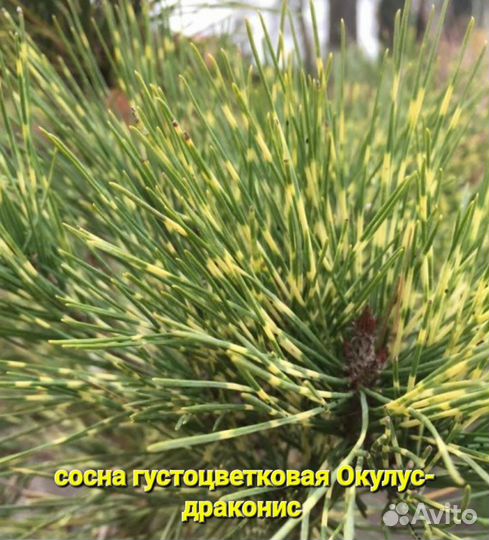 Сосна горная, веймутова, многоцветная