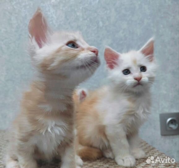 Котята мейн-кун