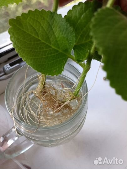 Мята комнатная