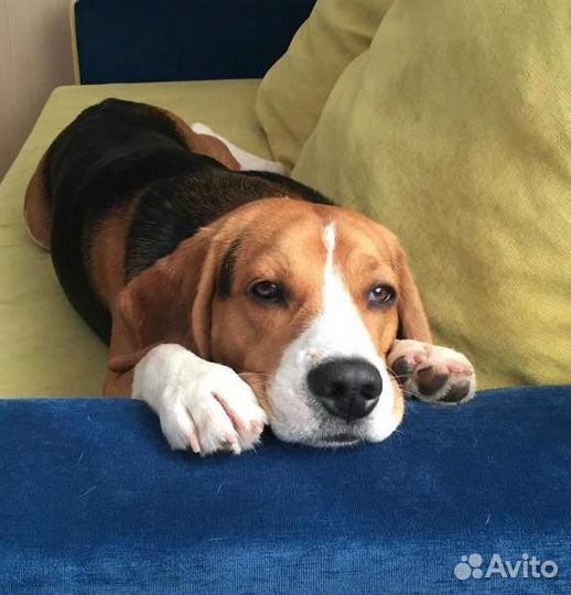 Вязка кобель бигль