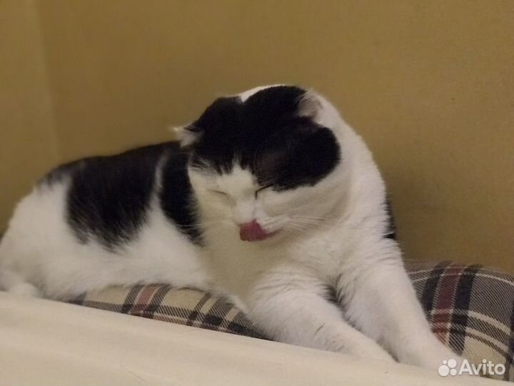 Кастрированный котик Милош