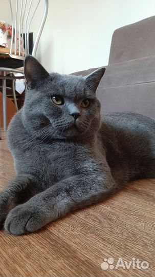 Шотландский кот ищет подругу