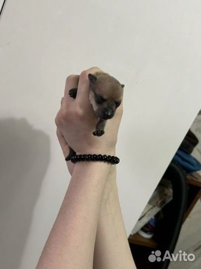 Щенки тойтерьер мини