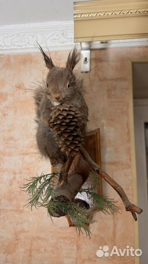 Чучело белки