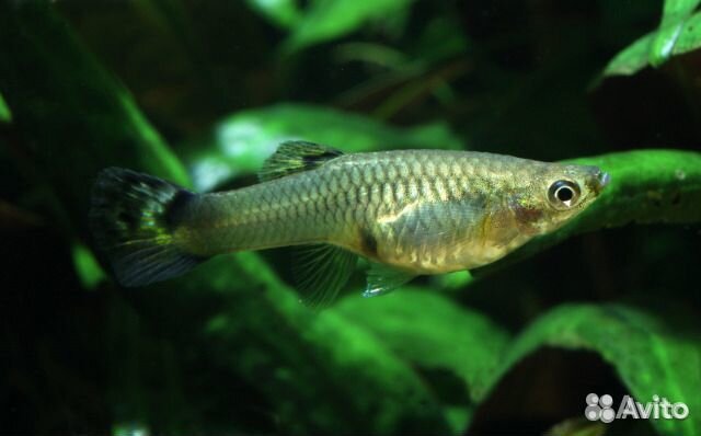Гуппи — пресноводная живородящая рыбка