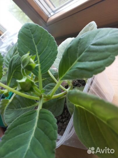 Глоксиния цветущая