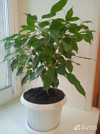 Фикус бенджамина