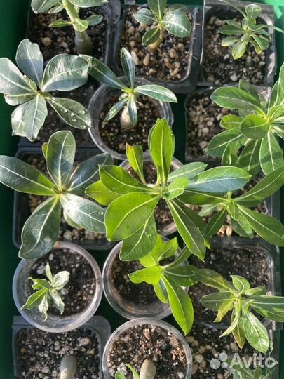 Адениум (роза пустыни, бонсай)