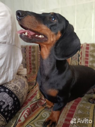 Такса кобель вязка