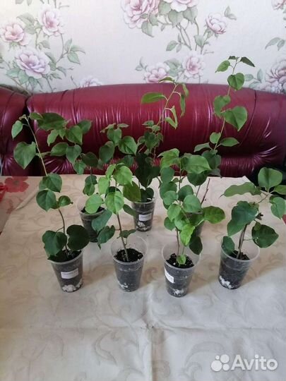 Комнатные цветы