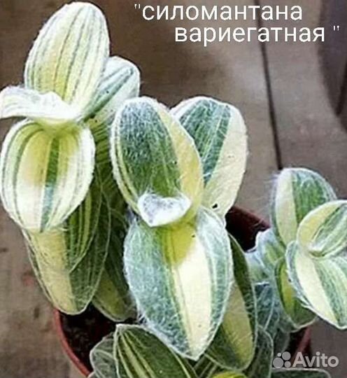 Традесканция.Рео.Силомантана