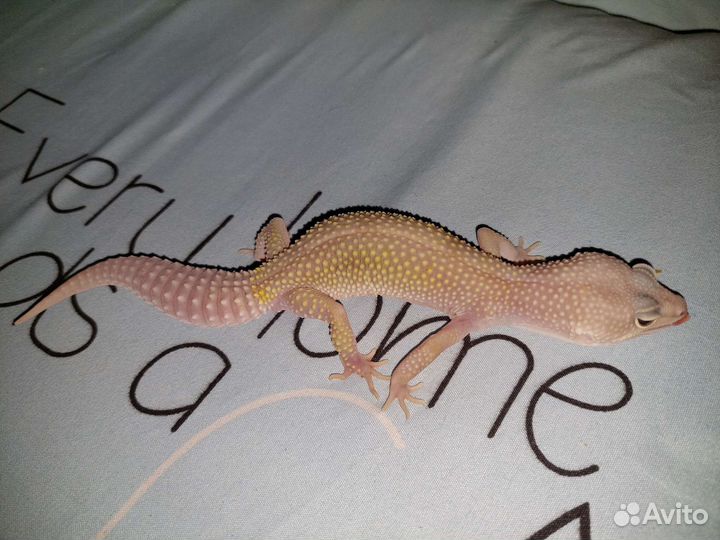 Пятнистый эублефар