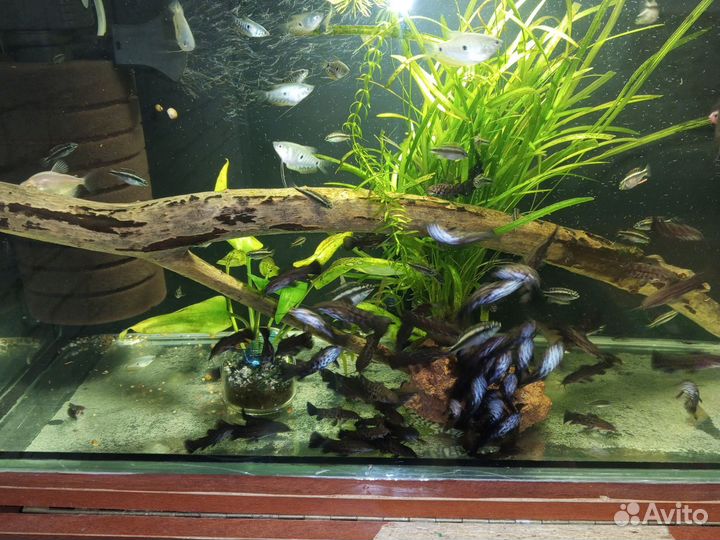 Корм для рыбок аквариумных