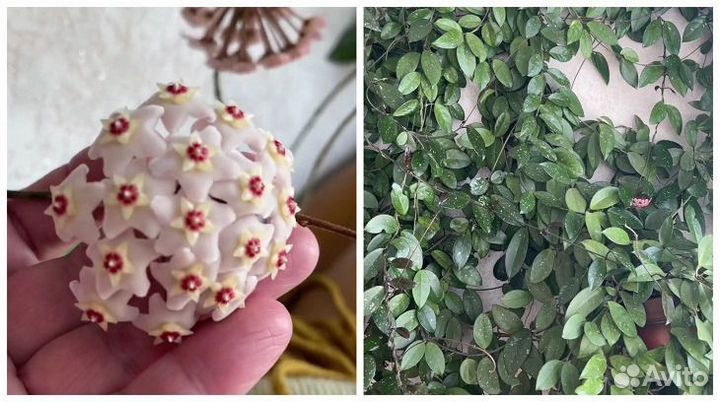 Хойя карноза