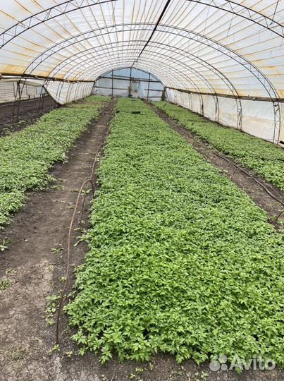 Рассада томатов,огурцов,перца,баклажан, базилика