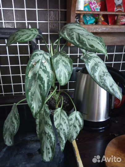 Фикус лирата