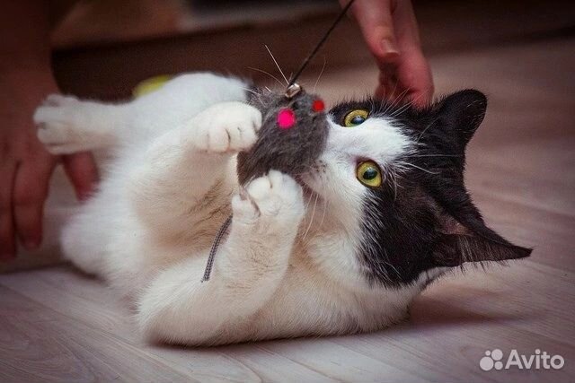 Котик бояка