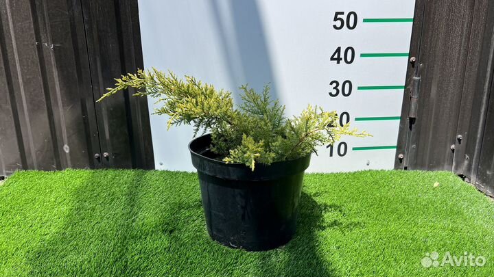 Можжевельник Голд стар