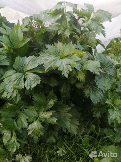 Корень сельдерея