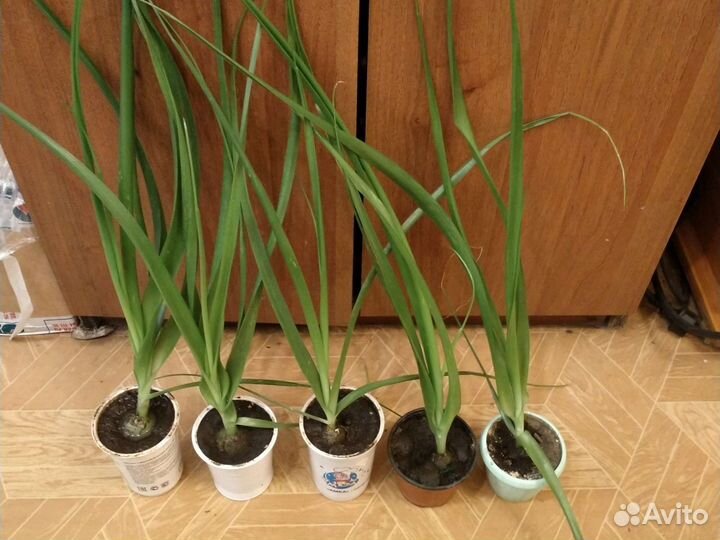 Лук индийский лечебный