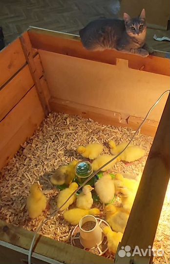 Гусята порода Линда