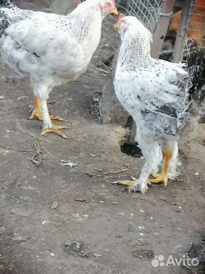 Молодые петухи