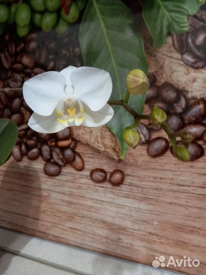 Орхидея