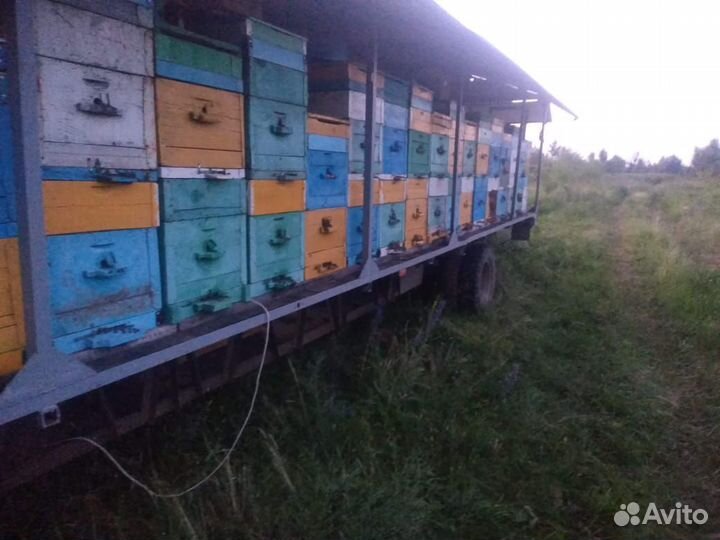 Пчелы, улья, сушь