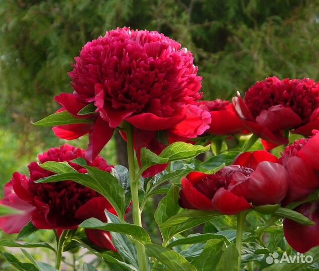 Пионы саженцы