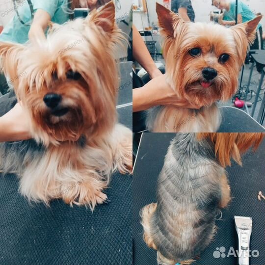 Стрижка собак. Модель на груминг