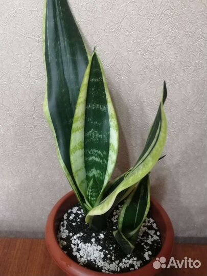 Сансевиерия сортовая Блек голден