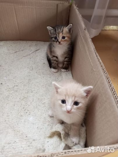 Отдам в добрые руки