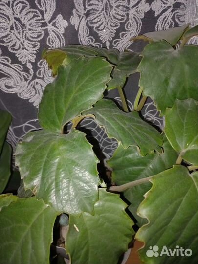 Тетростигма и другие комнатные цветы