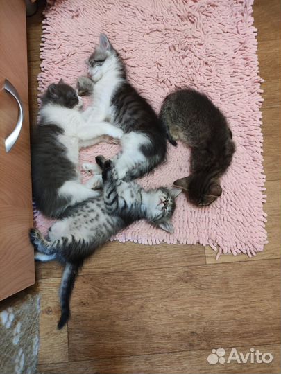 Котëнок кошечка