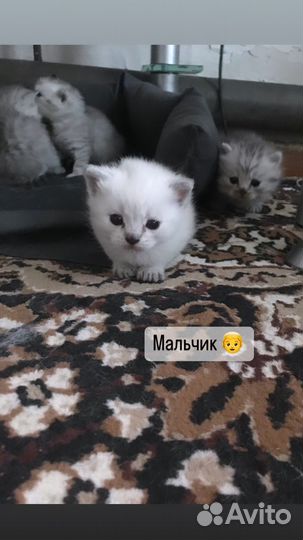 Шотландские прямоухие котята