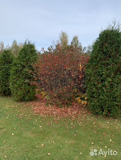 Саженцы Черноплодная рябина (арония)