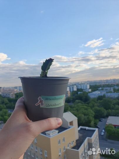 Декабрист (шлюмбергера) укорененные ростки